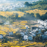 芙蓉·诗歌丨田人：一千里都看见金黄，走成了一片山河的角度