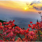 随笔丨唐淑娟：杜鹃似火，江山如焰