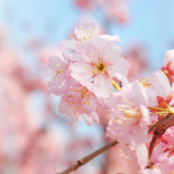 文艺漫游计划丨木米：原来你选来选去，不过是想装下整个春天