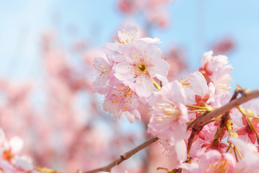 千库网_春季春天立春暖阳晴日樱花特写摄影图配图_摄影图编号271427_副本.jpg