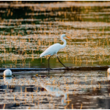 生态文学丨欧阳朔：郴江笔记五则