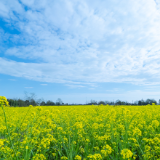 散文丨蒋献辉：老娘暮年爱财