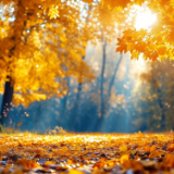 芙蓉·诗歌丨夭夭：树影尚未婆娑， 叶落归根的人走在清风徐徐的长路上