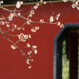 诗歌时刻丨叶泽钦：衣料与石阶相触，轻得像一句被咽回的叹息