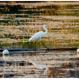 生态文学丨谷晓风:写在高尔河畔