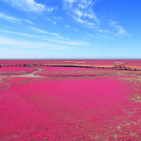 生态文学丨甘甜：滩涂红衣