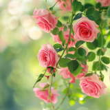 诗歌时刻丨吴和君：多棱镜——红楼十二钗判词补叙