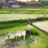 诗评丨张绍民：新乡土的经典书写