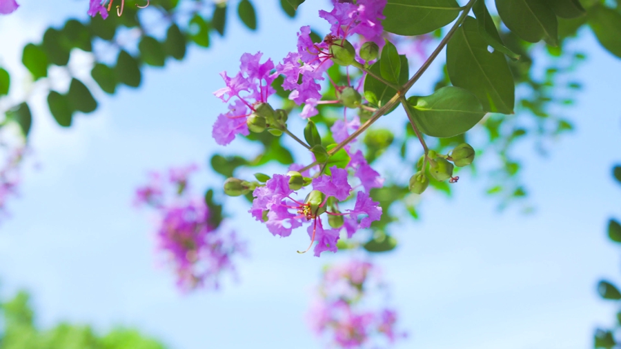 千库网_实拍夏日风景唯美小清新紫薇花_摄影图编号20377623_副本.jpg