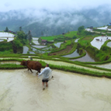 诗歌时刻丨罗带娣：故乡，成了脑海里不堪重负的词