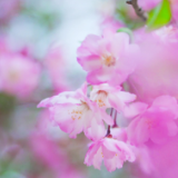 诗歌时刻丨百合雪：只是差了一点点