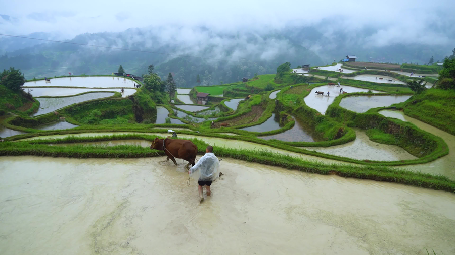 千库网_ 春耕农耕水稻田实拍_摄影图编号21478919_副本.png