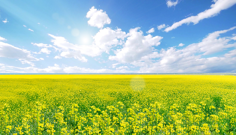 千库网_春天油菜花油菜花油菜花合成合成摄影图配图_摄影图编号270072_副本.jpg 千库网_春天油菜花油菜花油菜花合成合成摄影图配图_摄影图编号270072_副本.jpg
