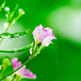 刘国瑛：二十四节气丛谈•清明