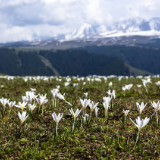 散文丨赵雪勤：报春的顶冰花
