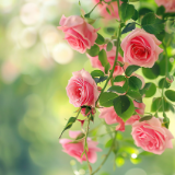 文艺漫游计划丨袁宏：写给玫瑰的信