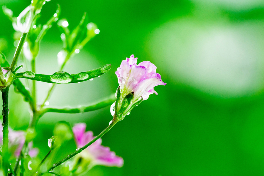 千库网_雨水节气白天满天星室外雨滴水滴摄影图配图_摄影图编号153723_副本.jpg 千库网_雨水节气白天满天星室外雨滴水滴摄影图配图_摄影图编号153723_副本.jpg