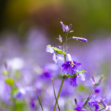 诗歌时刻丨罗朝韬：在这里，我与你只隔着一句诺言