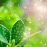 刘国瑛：二十四节气丛谈•谷雨