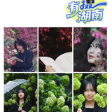 有“摄”湖南丨清明踏青摄影教程来了!在长沙邂逅“花花世界”