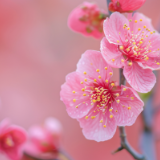 诗词丨华石：莫道寻春春未到，枝头桃花正酝诗