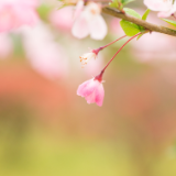 诗歌时刻丨黄小常：海棠低垂着睫毛，还在想着昨夜的星辰