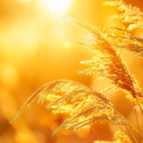 散文丨朱春先：满哥的人生