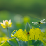 刘国瑛：二十四节气丛谈•立夏