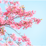 文艺漫游计划丨张伟斌:风吹呀吹呀就过去了