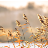 散文丨王琼华：惠德之桥