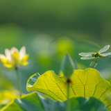 美文丨肖凌之：功名利禄是何物