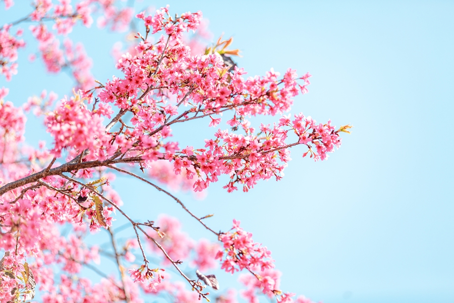 千库网_蓝天樱花春天花公园开花摄影图配图_摄影图编号168345_副本.jpg
