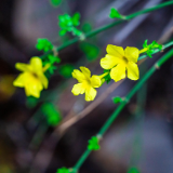 生态文学丨魏芸霞：麻林河的春天