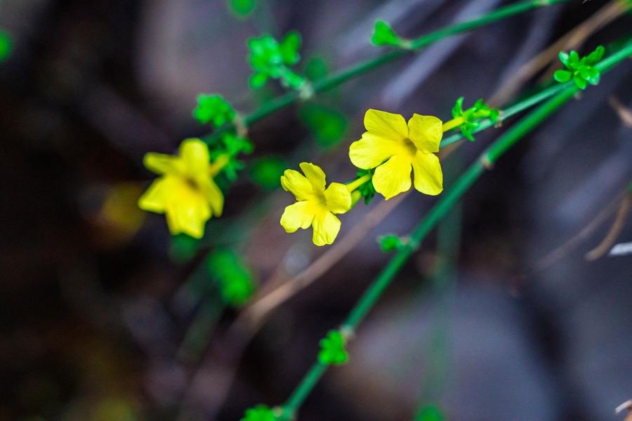 千库网_迎春花白天花朵室外春季迎春花摄影图配图_摄影图编号162279_副本.jpg 千库网_迎春花白天花朵室外春季迎春花摄影图配图_摄影图编号162279_副本.jpg