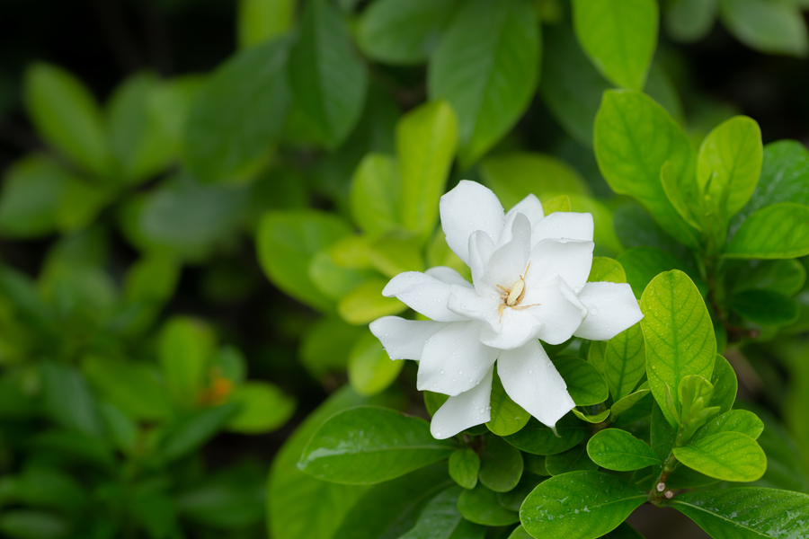 栀子花1.jpg 栀子花1.jpg