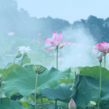 散文丨刘羊：夏日芬芳