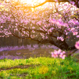 刘红科：桃花源赋