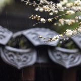 诗歌时刻丨雪马:寒梅