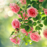 芙蓉·评论丨韩浩月：古典爱情，戏梦人生