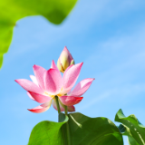 诗歌丨钟岱穆:如果你的家乡开满了荷花(组诗)