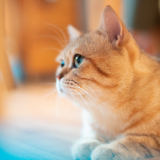 芙蓉·小说丨任珏方：阿比西尼亚猫