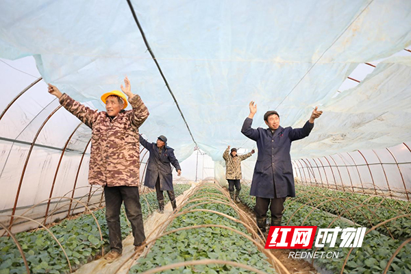 应对低温雨雪天气｜珠晖区：“四重保暖”助蔬菜安全过冬