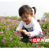我是新晋“网红”紫云英 我在石鼓区角山镇利民村等你来打卡！