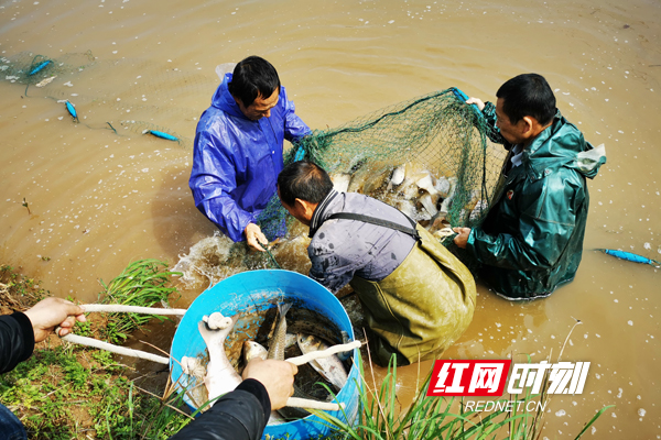 信息化助农行动 | 蒸湘：线上直播 贫困户滞销鱼变抢手货