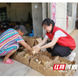 石鼓区：送“爱心鸡苗”助贫困户脱贫增收