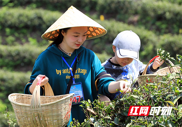 图四：游客在南岳区十里茶乡体验采茶，曾小艳  摄.jpg