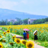 【图】常宁：百亩葵花开 朵朵映笑脸