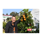 喜迎丰收！衡东县千亩沃柑“甜蜜”邀约