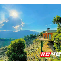 茶园变“游园”！衡山县“以茶兴旅”做活旅游大文章