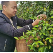 常宁市荫田镇：做好巡山守林 确保油茶采摘平稳有序